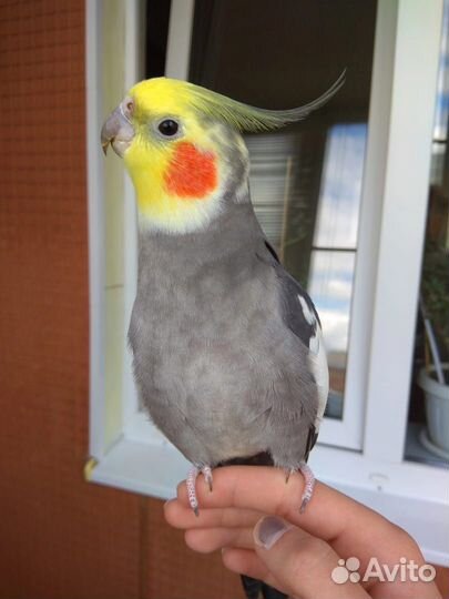 Попугай корелла