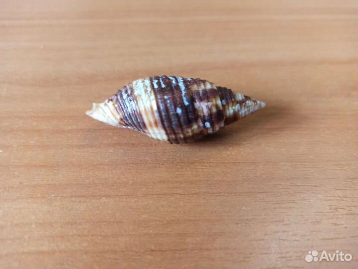 Морская раковина