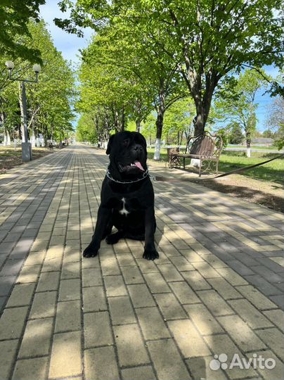 Ищим даму для встеч