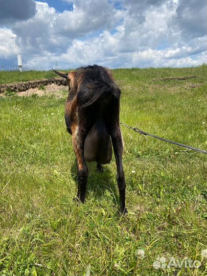 Нубийская коза