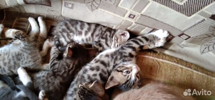 Бенгальская