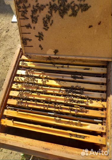 Пчелы/пчелопакеты/пчелосемьи