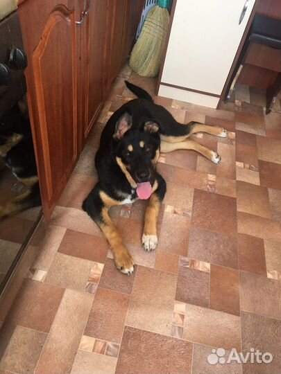 Найдена собака