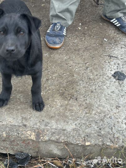 Отдам в добрые руки девченок