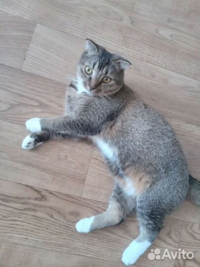 Отдам кошку в добрые руки