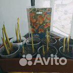 Цветы уличные многолетние