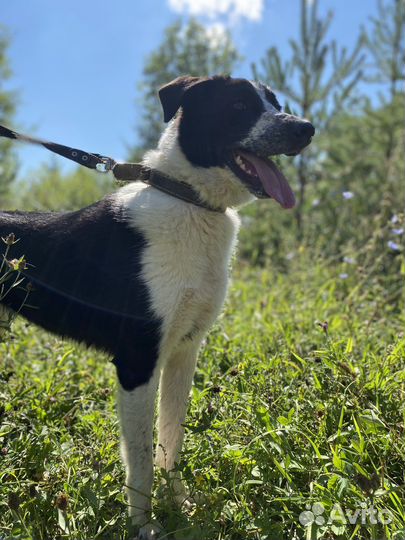 Собака «Митра»