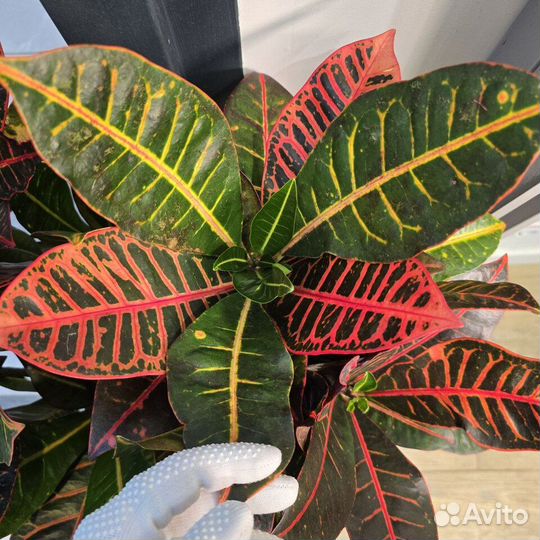 Кротон кодиеум Петра