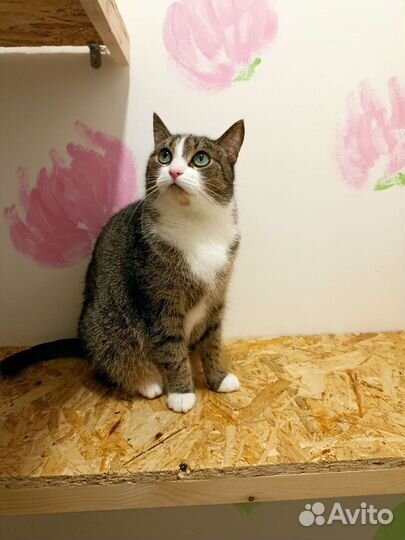 Кошка в добрые руки