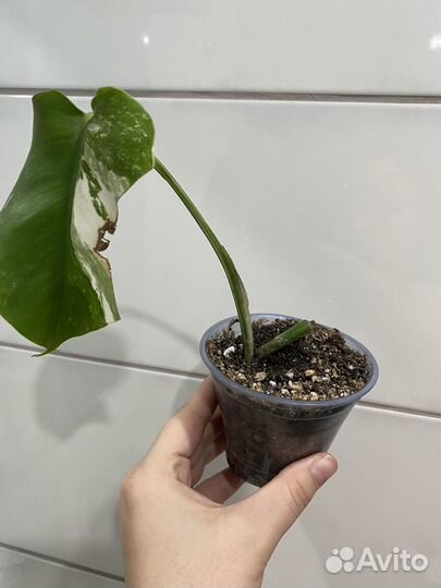 Монстера вариегатная альба