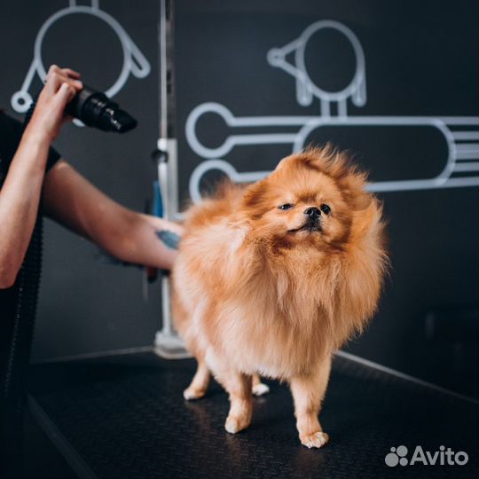 Стрижка собак и кошек