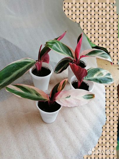 Строманта триколор