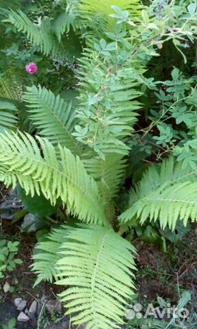 Папоротник