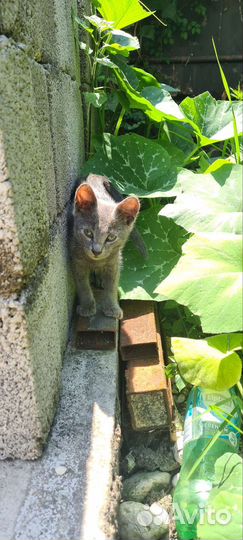 Котята отдам в добрые руки бесплатно