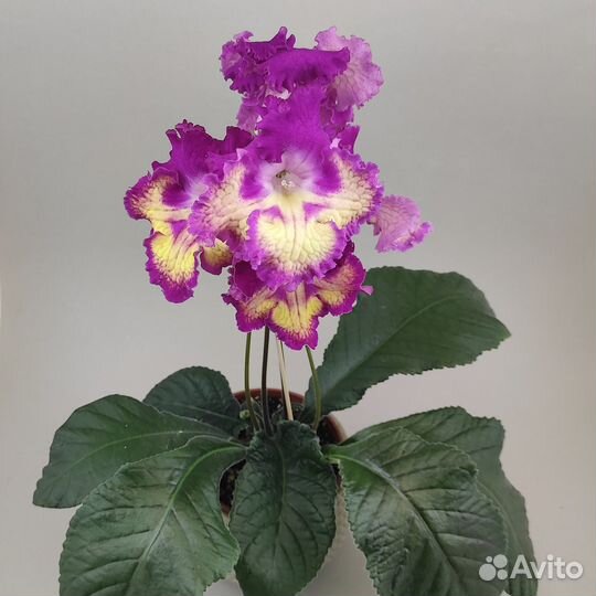 Фиалки и стрептокарпусы