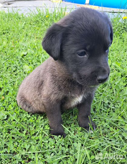 Щенки лабрадора