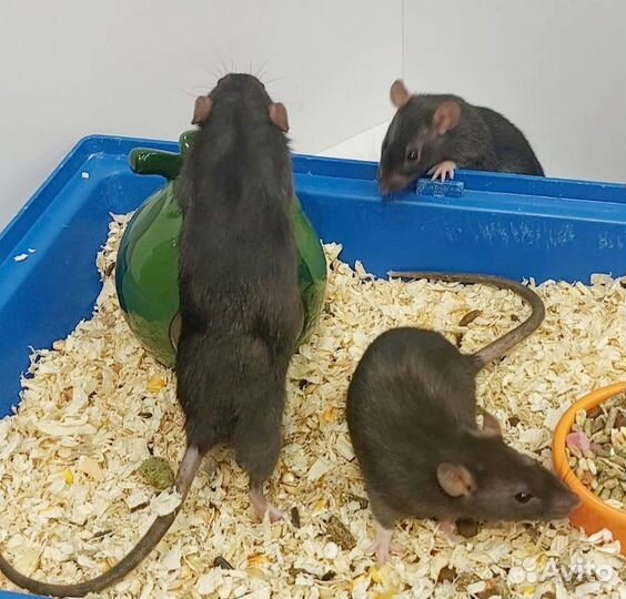 Декоративная крыса