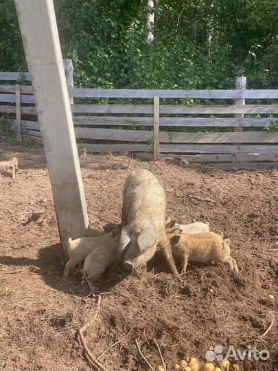 Венгерская мангалица поросята