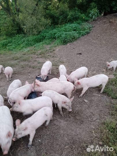 Поросята