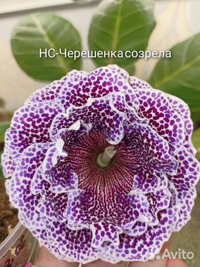 Глоксинии махровые-нс