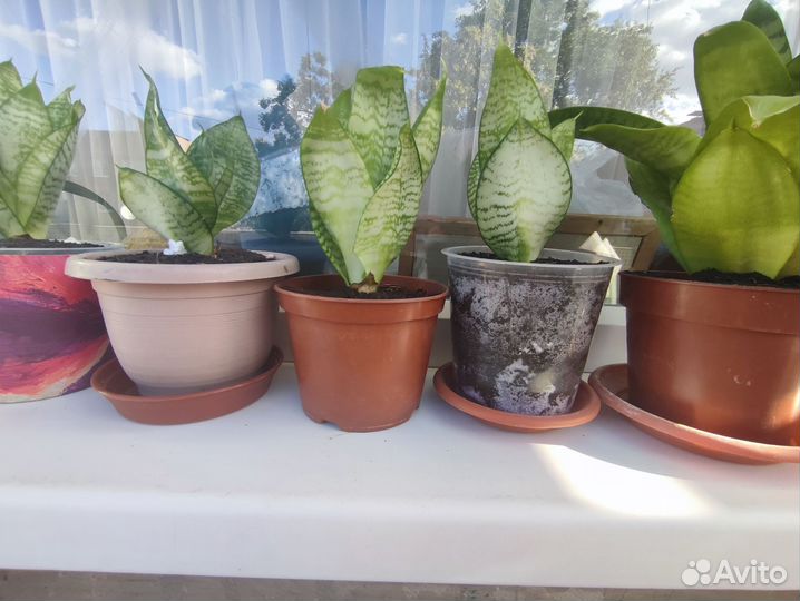 Сансевиерия ханни