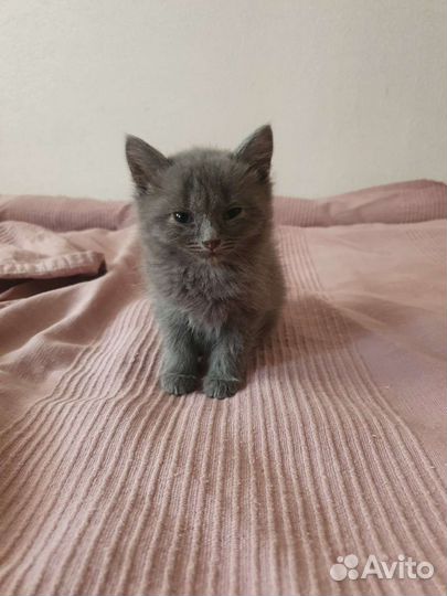 Дымка ищет дом