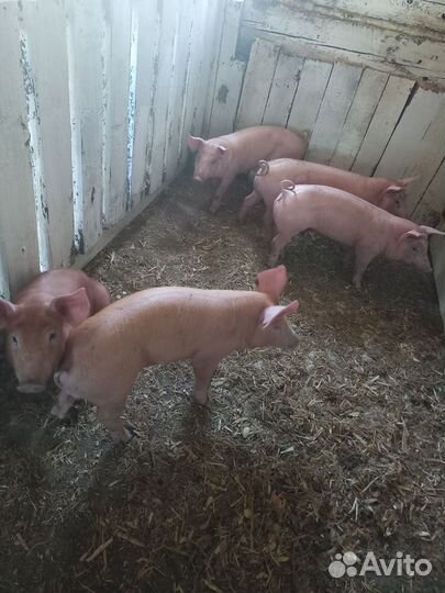 Поросенок дюрок+пьетрен(макстер)