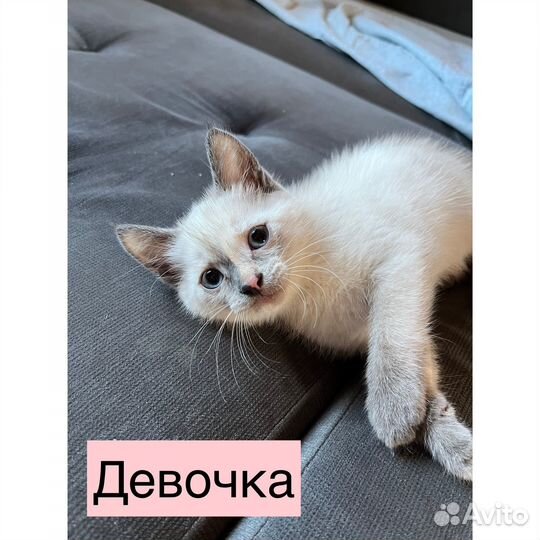 Котята
