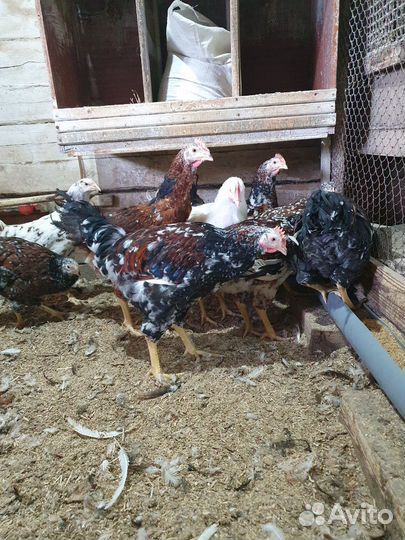 Куры петухи