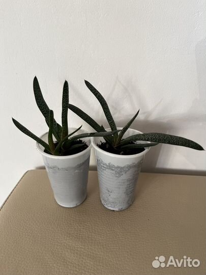 Суккуленты