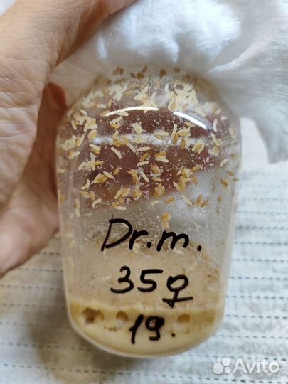 Кормовая муха дрозофила