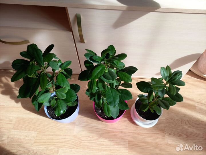 Фикус Мокламе