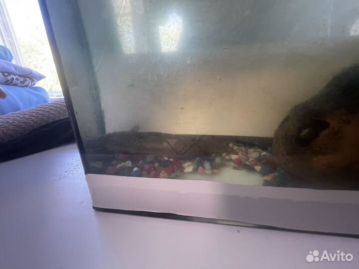 Аквариум с сомиком