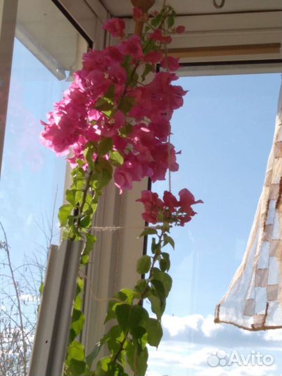 Бугенвиллия