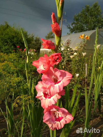 Гладиолусы луковицы