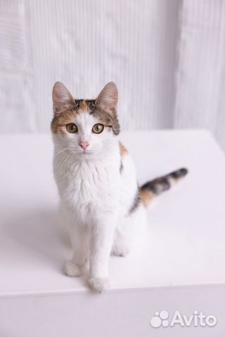Трехцветный котенок девочка