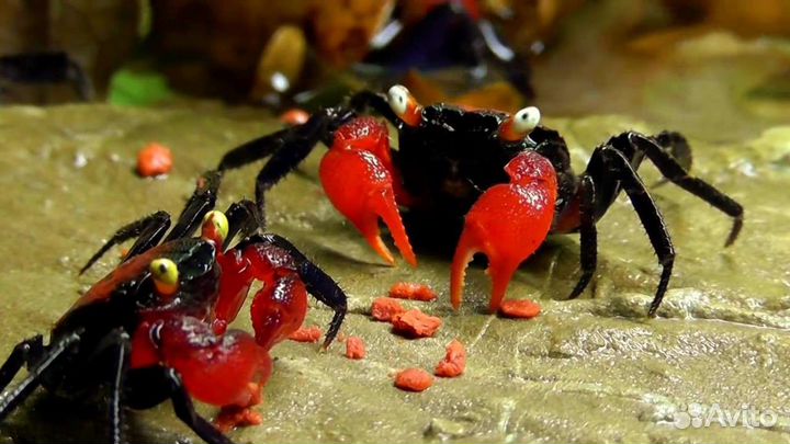 Крабы, раки аквариумные