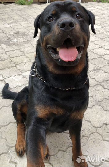 Вязка ротвейлера