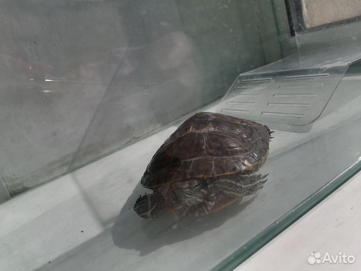 Черепаха в добрые руки