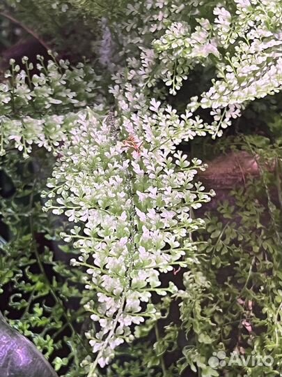 Папоротник комнатный