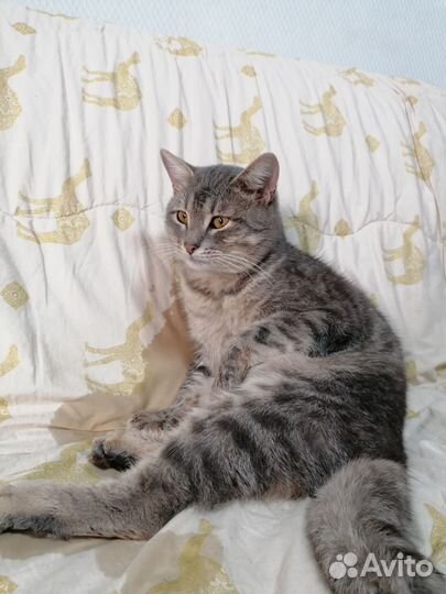 Очень ласковый котик