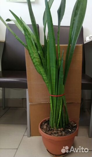 Комнатные цветы