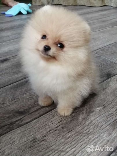 Щенок шпица