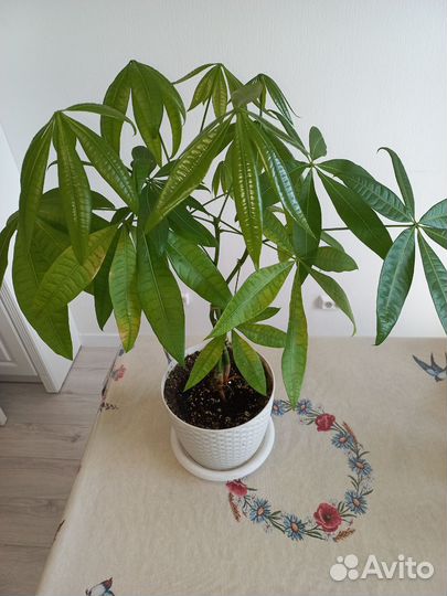 Пахира акватика