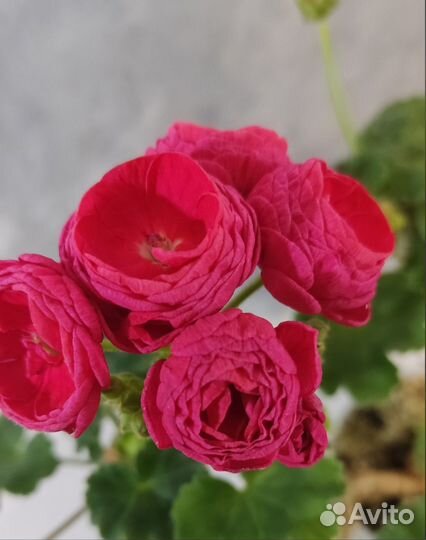 Сортовые пеларгонии. Укорененные черенки