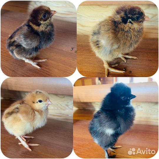 Цыплята несушки Хайсекс Браун Доминанты