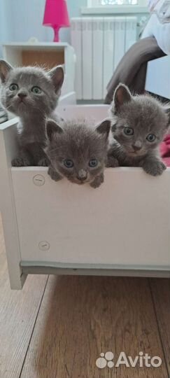 Котята британец метисы