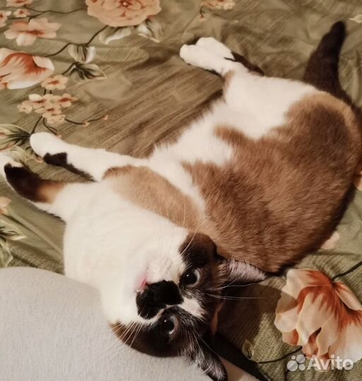 Кошка в дар