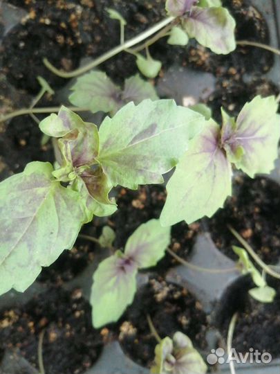 Многолетники, пряные травы