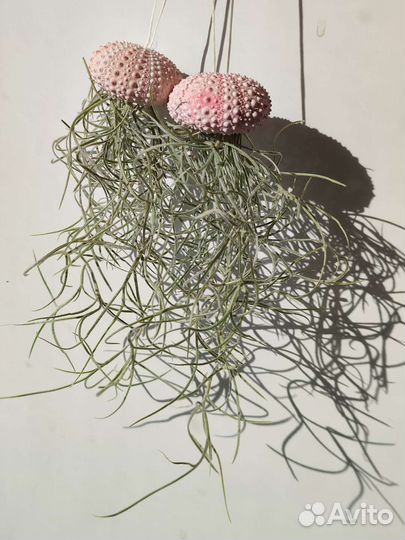 Тилландсия уснеевидная в панцире морского ежа